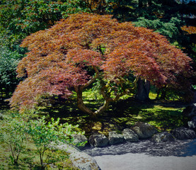 Red Dragon Japanese Maple Shallow View