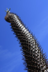 Cactus from texas