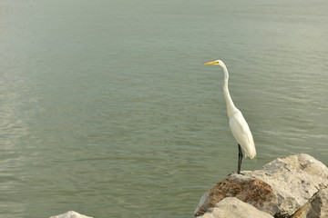 Obraz premium Heron from Tampico