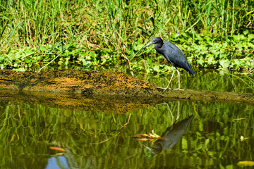 Heron and the green forest