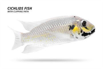 Cichlids fish isolated on white background. White color and stripe. ( Clipping path )