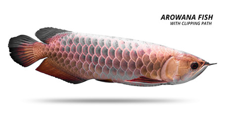 Arowana fish isolated on white background. Asia species. ( Clipping path )