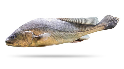 Freshwater fish isolated on white background. Soldier fish or Bpisoesemania microle. ( Clipping path )