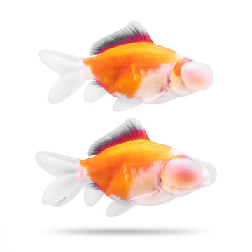 bubble eye goldfish petsmart