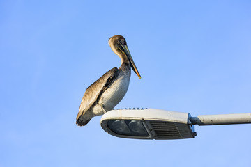 Pelican from Mexico