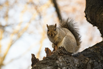 Naklejka na ściany i meble Squirrel from New York Central Park