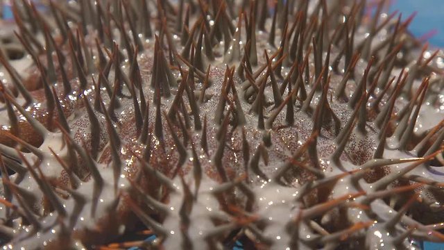 Close up crown of thorns Sea star. Seastar with big thorns caught from water. Echinoderms animals in underwater world.