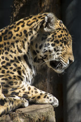 Plakat portrait of a proud resting leopard in captivity in the zoo
