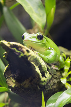 green frog in the aquarium on a moss-covered glade in the zoo