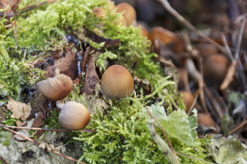 mushrooms grow in moss in autumn forest with fallen leaves