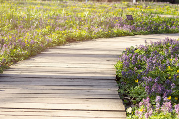 a wooden path that passes through the glades of blooming color, a wonderful place for walks on a warm summer day at sunset