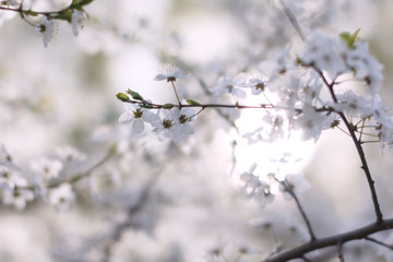 blurred blue background, branch cherry blossoms in the spring
