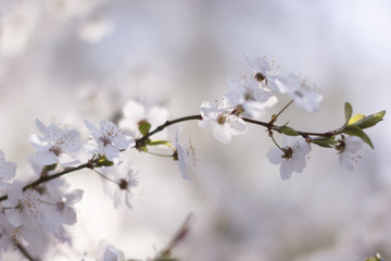 blurred blue background, branch cherry blossoms in the spring