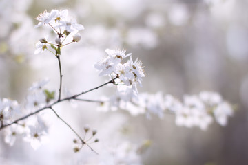 blurred blue background, branch cherry blossoms in the spring