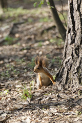 squirrel in the woods near a tree