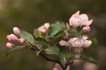 close up of Apple flowers spring background with bokeh