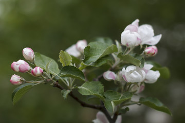 Fototapeta na wymiar close up of Apple flowers spring background with bokeh