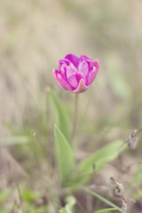 a lone purple Tulip on blurred green and brown background, looks like a watercolor painting.