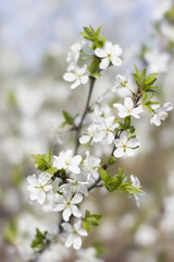 blurred blue background, branch cherry blossoms in the spring