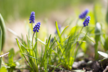 muscle hyacinth blossomed in early spring with the appearance of the first warm days, illuminated...
