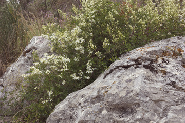 small white flowers that grow among the stones
