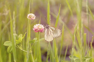 Butterfly on clover on the background of summer flowering meadow tinted