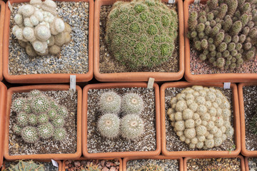 many different cacti, different sizes, shapes, species that grow in square ceramic pots in greenhouses
