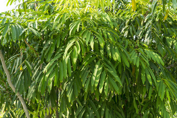 Obraz premium Luna nut plant in garden