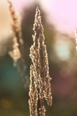 summer background with spikelets in brown tones with bokeh