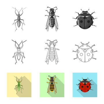 Isolated object of insect and fly sign. Set of insect and element stock symbol for web.