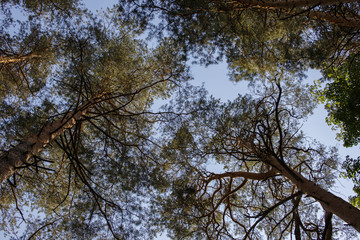 tree branches striving for light and blue sky in the forest, green birches and pines, in prayer for the preservation of nature, and salvation from deforestation