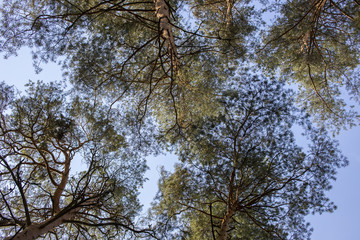 tree branches striving for light and blue sky in the forest, green birches and pines, in prayer for the preservation of nature, and salvation from deforestation