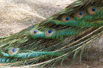 peacock with bright beautiful tail, beautiful pattern created by nature