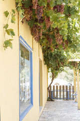 patio bright yellow Mediterranean house covered with dark grape