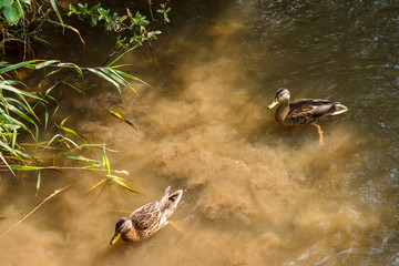 A group of brown ducks swimming in a river