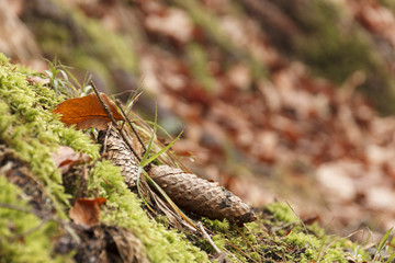 background image of cones in autumn forest lying on moss around fallen leaves