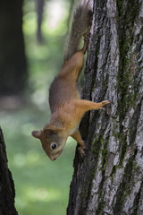 red squirrel on the tree in the forest