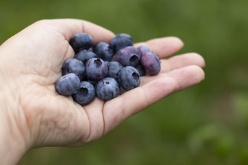 summer, juicy, ripe, sweet, healthy, environmentally friendly blueberry in woman hands on green back round