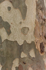 abstract background image of the texture of the bark of the sycamore tree, similar to cloth and khaki coloring