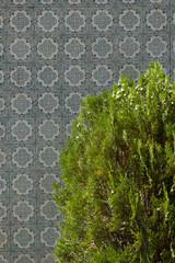 green cypress tree on the background of traditional national vintage Portuguese ceramic tiles Azulejos