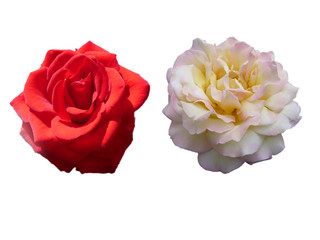 colorful rose flowers in the background, stylized photo processing.