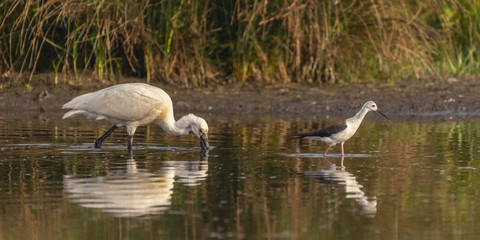Spatule blanche (Platalea leucorodia - Eurasian Spoonbill)