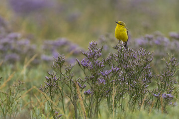 Bergeronnette printanière (Motacilla flava - Western Yellow Wagtail)