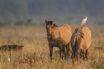 Fototapeta na wymiar Héron garde-boeufs (Bubulcus ibis - Western Cattle Egret)