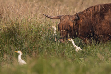 Héron garde-boeufs (Bubulcus ibis - Western Cattle Egret)