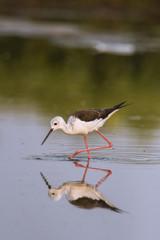Échasse blanche (Himantopus himantopus - Black-winged Stilt)