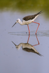 Échasse blanche (Himantopus himantopus - Black-winged Stilt)
