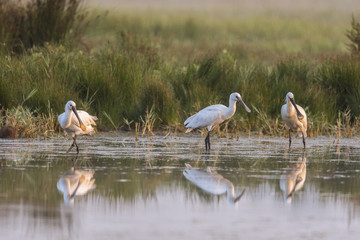 Spatule blanche (Platalea leucorodia - Eurasian Spoonbill) en train de se nettoyer mutuellement - Grooming