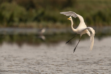 Grande Aigrette (Ardea alba - Great Egret).