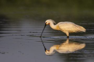 Spatule blanche (Platalea leucorodia - Eurasian Spoonbill)